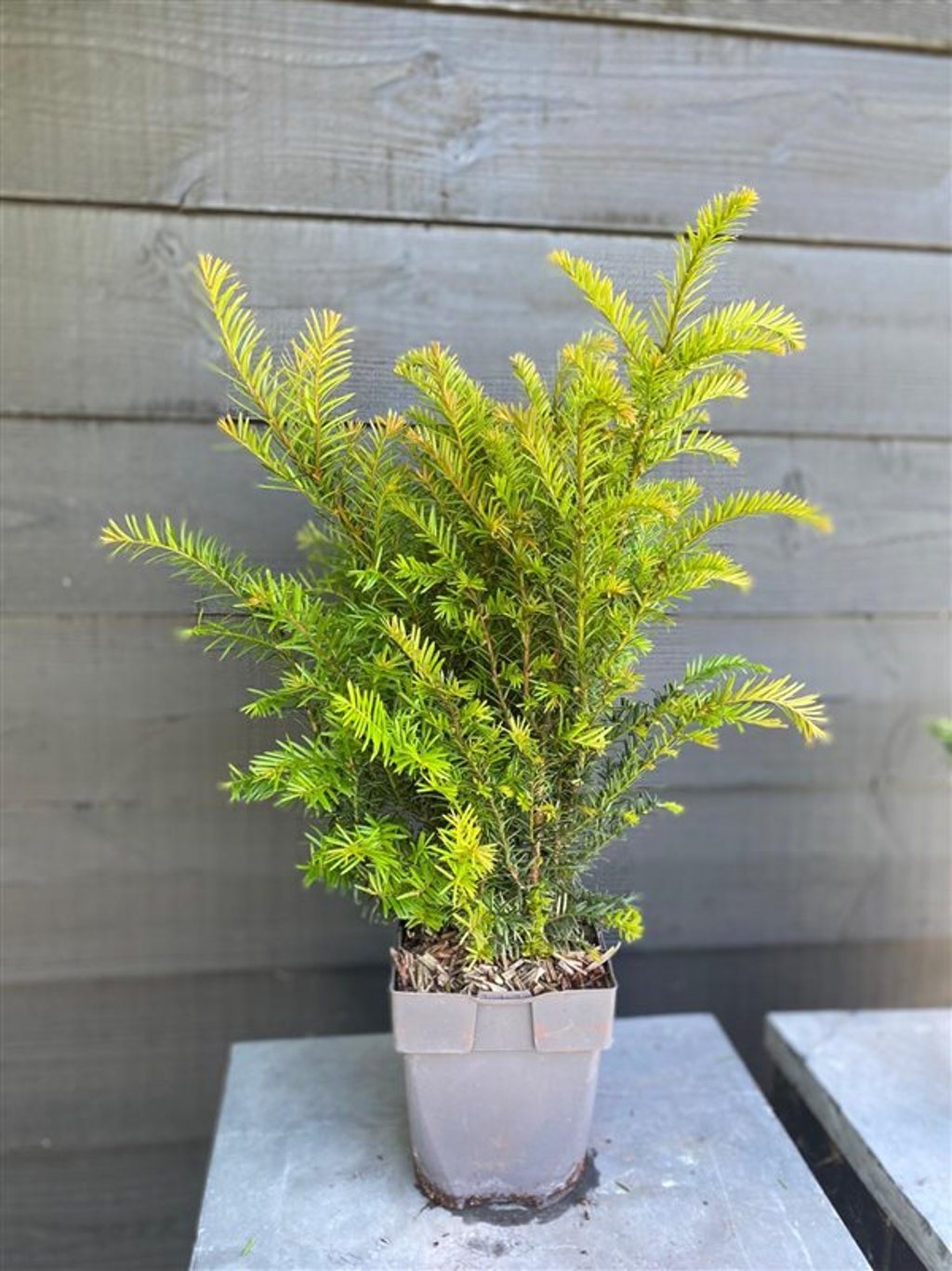 Taxus baccata - C2 55-60 CM